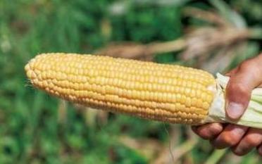 とうもろこし