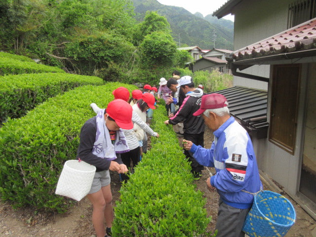 水窪小学校お茶摘み体験02