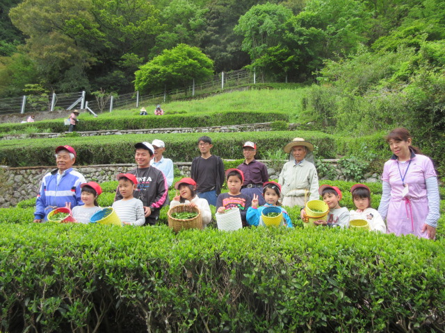水窪小学校お茶摘み体験01