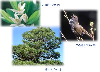 市の花「ミカン」　市の鳥「ウグイス」　市の木「マツ」